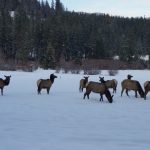 Lowman Idaho Sleigh Rides