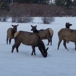 Lowman Idaho Sleigh Rides