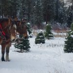 Lowman Idaho Sleigh Rides