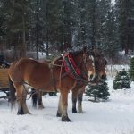 Lowman Idaho Sleigh Rides